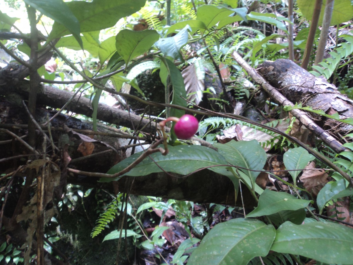 Ardisia lankaensis Kosterm.